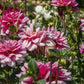 Southern Belle Dahlia