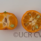 Cleopatra Mandarin Budwood citrus plant material online shopping