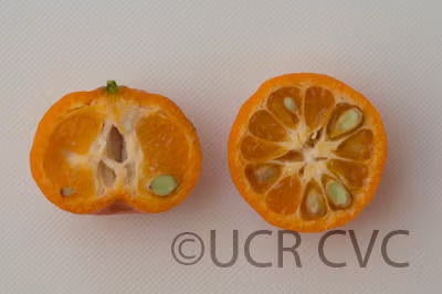 Cleopatra Mandarin Budwood citrus plant material online shopping