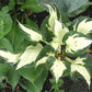Pathfinder Hosta Plants online shopping
