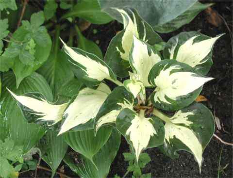 Pathfinder Hosta Plants online shopping