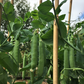 Sabre Shelling Pea