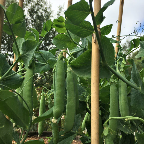 Sabre Shelling Pea