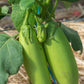 Thai Green Organic Aubergine