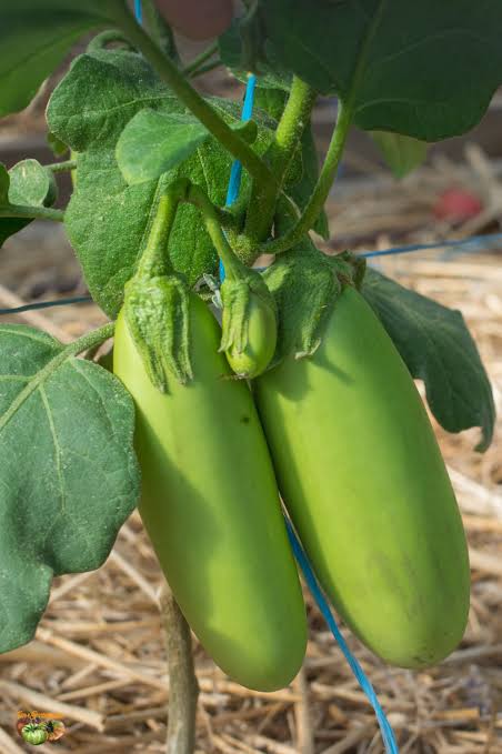 Thai Green Organic Aubergine