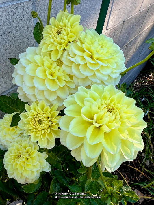 Sun Kissed Dahlia