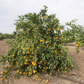 China S-3 Satsuma Mandarin Budwood citrus plant material online shopping