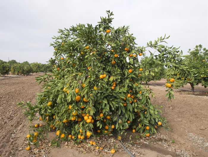China S-3 Satsuma Mandarin Budwood citrus plant material online shopping