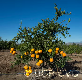 Ueno Satsuma Mandarin Budwood citrus plant material online shopping