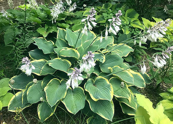 Frost Giant Hosta Plants online shopping