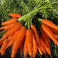Neptune F1 Carrot