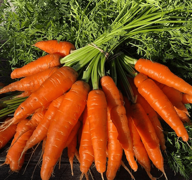 Neptune F1 Carrot