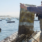 Crassostrea Virginica Oyster Seed NC aquaculture online shopping