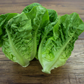 Little Gem Romaine Lettuce