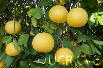 Melogold Grapefruit Budwood