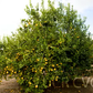 Femminello Lemon Budwood citrus plant material online shopping