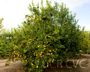Femminello Lemon Budwood citrus plant material online shopping