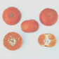 USDA 88-3 Mandarin Hybrid Budwood citrus plant material online shopping