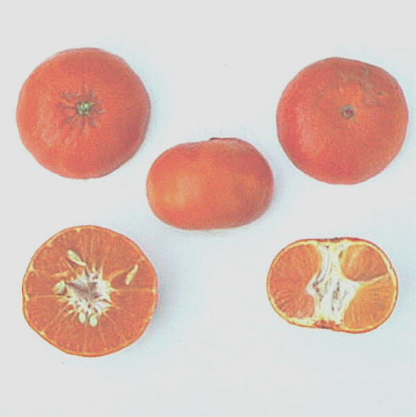USDA 88-3 Mandarin Hybrid Budwood citrus plant material online shopping