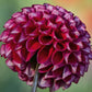 Cornel Dahlia Plants online shopping
