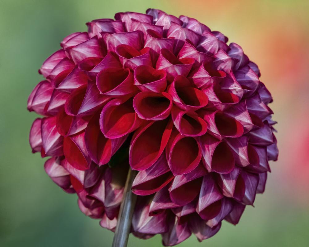Cornel Dahlia Plants online shopping
