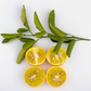 C-35 Citrange Citrus Rootstock Seedling citrus plant material online shopping