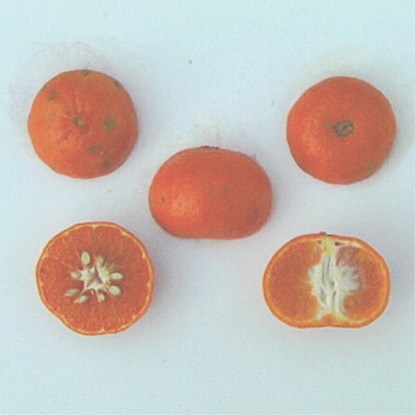 Encore Mandarin Budwood citrus plant material online shopping