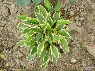 Little Wonder Hosta