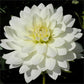 Snowflake Dahlia