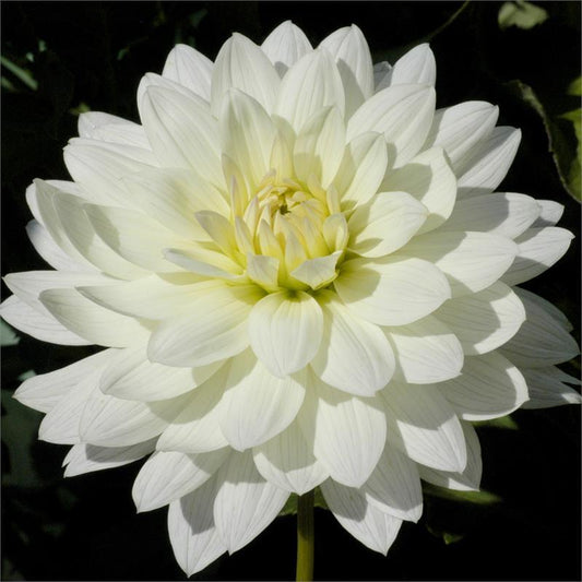 Snowflake Dahlia