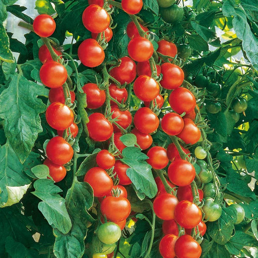 Gardener's Delight Cherry Tomato Seeds online shopping