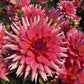 Coral Gypsy Dahlia Plants online shopping