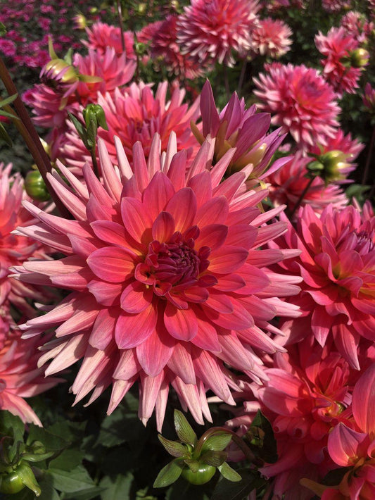 Coral Gypsy Dahlia