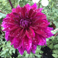 Einstein Dahlia Plants online shopping