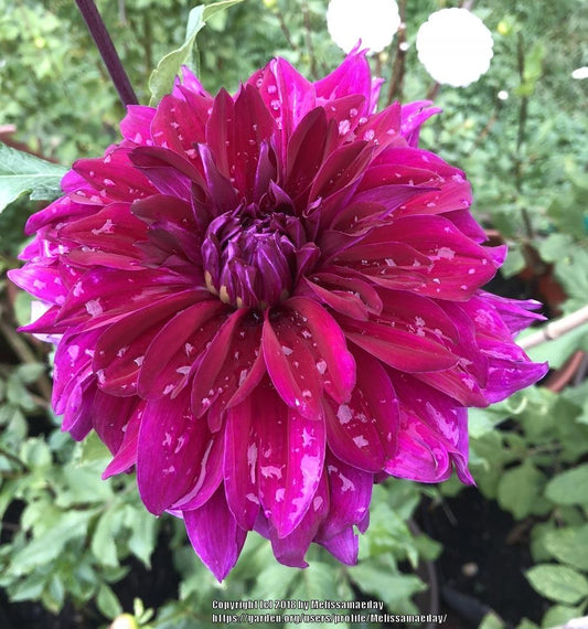 Einstein Dahlia