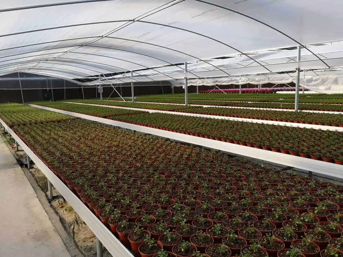 Active Aqua 4' Wide Infinity Tray  Ebb and Flow Flood Table