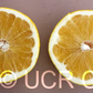US Seedless Surprise USDA 1-77-19 Tangelo Mandarin Budwood citrus plant material online shopping