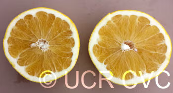 US Seedless Surprise USDA 1-77-19 Tangelo Mandarin Budwood citrus plant material online shopping