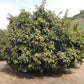 Standard Sour Orange Budwood citrus plant material online shopping