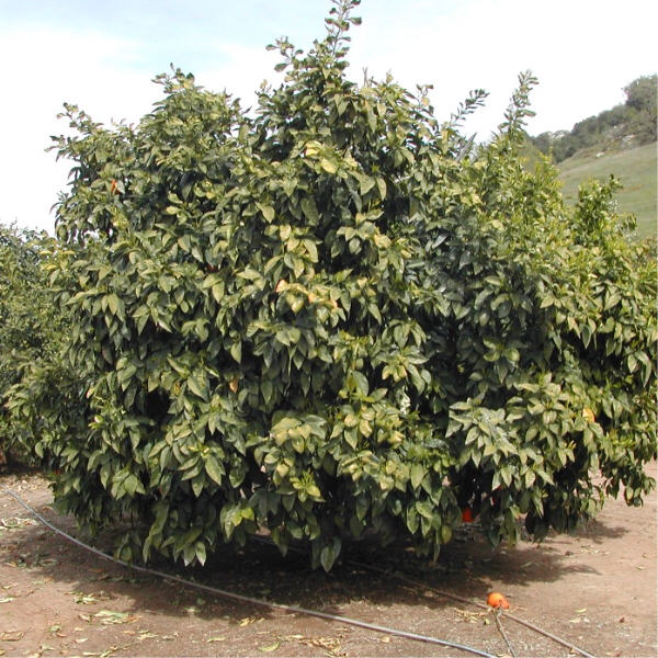 Standard Sour Orange Budwood citrus plant material online shopping