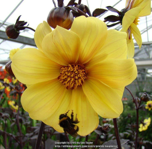Mini Clarion Dahlia