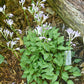 Green Guppy Hosta