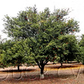 Yuzu Ichandrin Papeda Hybrid Budwood citrus plant material online shopping