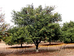Yuzu Ichandrin Papeda Hybrid Budwood citrus plant material online shopping