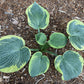 Victory Lap Hosta Plants online shopping