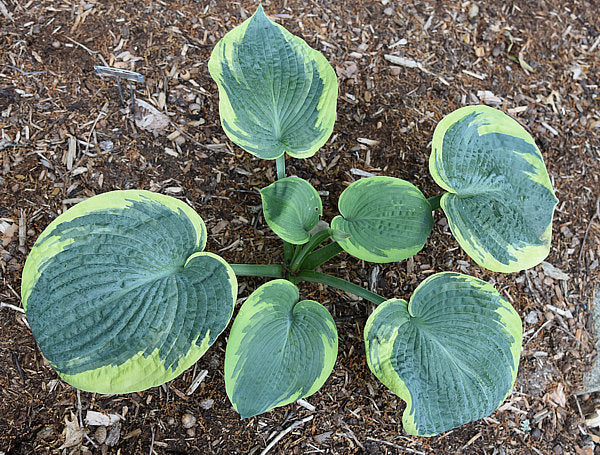 Victory Lap Hosta Plants online shopping