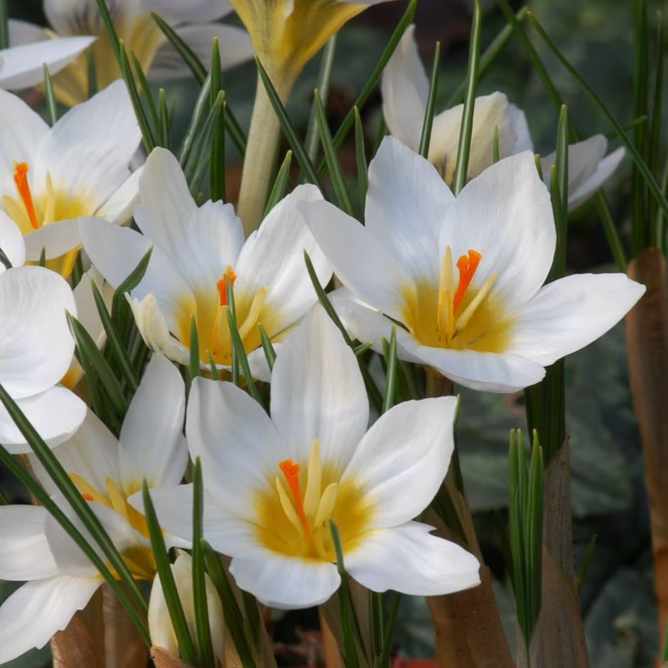 Snowbunting Snow Crocus Corms