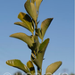 C-146 Citrandarin Trifoliate Hybrid Budwood citrus plant material online shopping