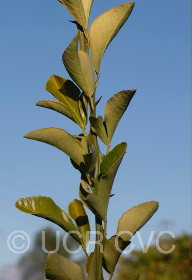 C-146 Citrandarin Trifoliate Hybrid Budwood citrus plant material online shopping