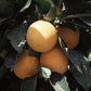 Akcay Sekeri Sweet Orange Budwood citrus plant material online shopping